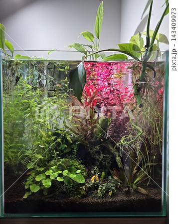 赤い水草の小型水槽と水上の観葉植物 赤い水草の小型水槽と水上の観葉植物 143409973