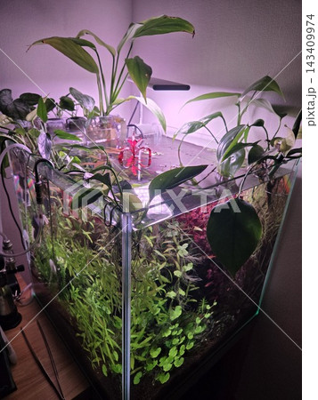 観葉植物を載せた小型水槽の俯瞰 143409974