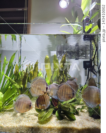 水草の茂る水槽で群れるディスカス 143410002