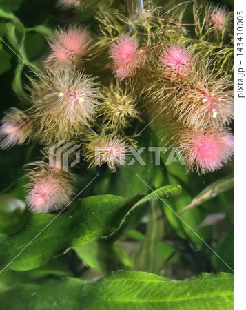 房状に茂るピンクの水草のクローズアップ 房状に茂るピンクの水草のクローズアップ 143410005
