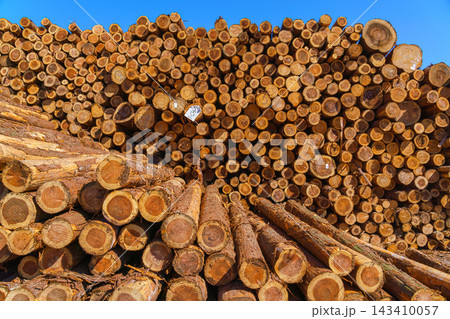 Yatsushiro, Kumamoto Pref, Japan - Oct 9 2024, A panoramic view of stacked logs and lumber showing end-cuts of wood prepared for transport, without people, at daytime, Yatsushiro, Japan 143410057