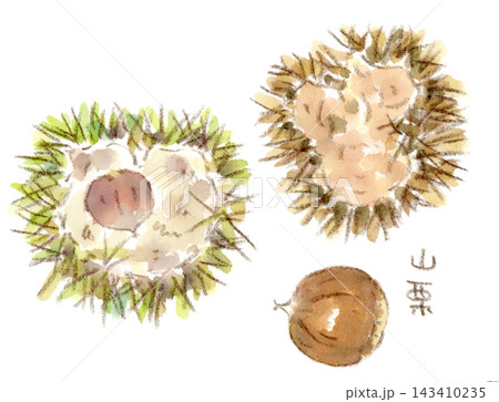 秋の植物、山栗(柴栗)の水彩画イラスト 秋の植物、山栗(柴栗)の水彩画イラスト 143410235