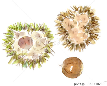 秋の植物、山栗(柴栗)の水彩画イラスト 秋の植物、山栗(柴栗)の水彩画イラスト 143410236