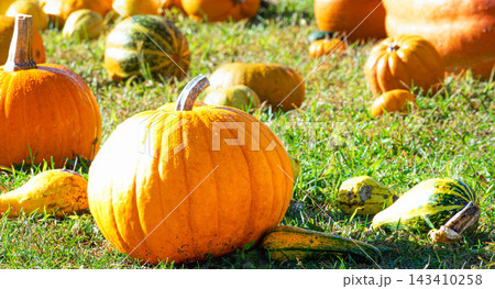 晩秋の北海道でハロウィン用のお化けカボチャが転がっている風景 晩秋の北海道でハロウィン用のお化けカボチャが転がっている風景 143410258