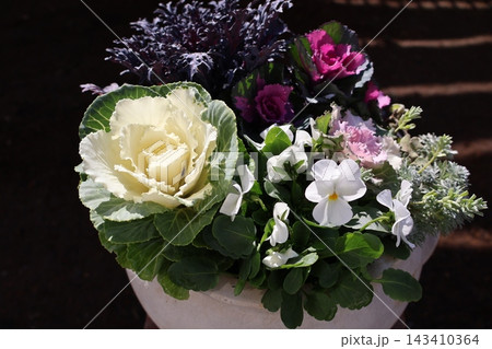 ハボタンとビオラの寄せ植え ハボタンとビオラの寄せ植え 143410364