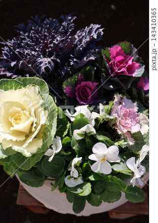ハボタンとビオラの寄せ植え ハボタンとビオラの寄せ植え 143410365