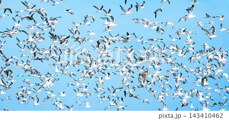 青空とウミネコであろう海鳥の群れが一斉に飛び立つイメージ風景 143410462