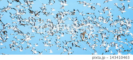 青空とウミネコであろう海鳥の群れが一斉に飛び立つイメージ風景 青空とウミネコであろう海鳥の群れが一斉に飛び立つイメージ風景 143410463