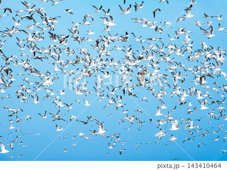 青空とウミネコであろう海鳥の群れが一斉に飛び立つイメージ風景 143410464