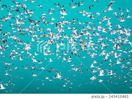 青空とウミネコであろう海鳥の群れが一斉に飛び立つイメージ風景 青空とウミネコであろう海鳥の群れが一斉に飛び立つイメージ風景 143410465