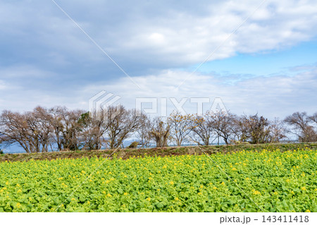 菜の花畑 菜の花畑 143411418