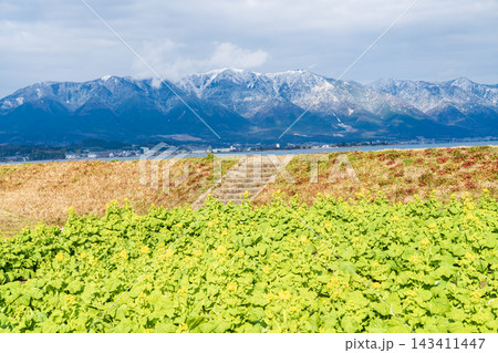 菜の花畑と積雪の比叡山 菜の花畑と積雪の比叡山 143411447
