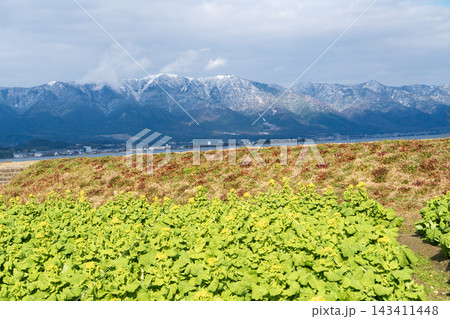 菜の花畑と積雪の比叡山 菜の花畑と積雪の比叡山 143411448