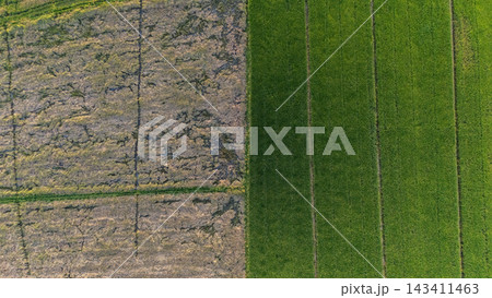 High angle view compare between abundance paddy field with damaged paddy field in rural area of Thailand. High angle view compare between abundance paddy field with damaged paddy field in rural area of Thailand. 143411463