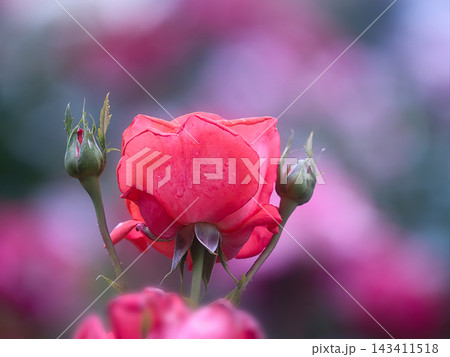 赤いバラの花 143411518