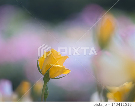 黄色い薔薇 143411519