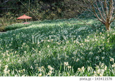 白い水仙の花と赤い和傘 143411576