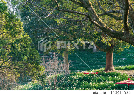 公園の水仙と赤い長椅子と和傘 公園の水仙と赤い長椅子と和傘 143411580