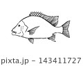 センネンダイの筆ペンタッチ手描き線画 143411727