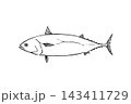 ヒラソウダの筆ペンタッチ手描き線画 143411729