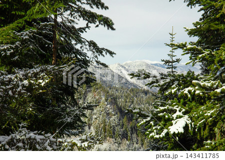 Winter. Scenic winter forest view showcases snow-dusted peaks through lush pine trees Winter. Scenic winter forest view showcases snow-dusted peaks through lush pine trees 143411785
