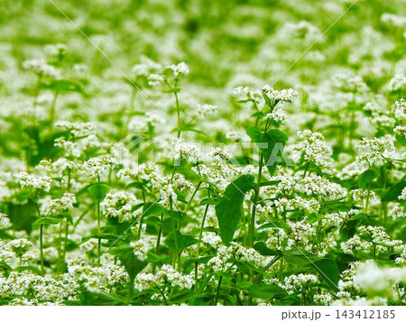 満開の真っ白な花をつけた蕎麦畑-5 満開の真っ白な花をつけた蕎麦畑-5 143412185
