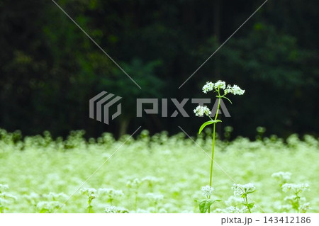 満開の真っ白な花をつけた蕎麦畑-6 満開の真っ白な花をつけた蕎麦畑-6 143412186