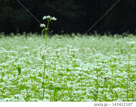 満開の真っ白な花をつけた蕎麦畑-7 満開の真っ白な花をつけた蕎麦畑-7 143412187
