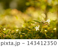 夕日の光に包まれた小さな白い花 143412350