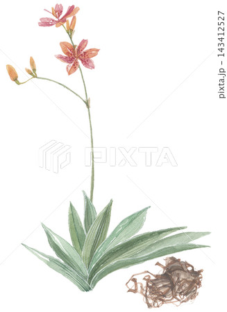 水彩で描いた檜扇 ヒオウギ 花と根 水彩で描いた檜扇 ヒオウギ 花と根 143412527