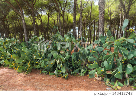 Prickly pear cactus and pine trees in forest Prickly pear cactus and pine trees in forest 143412748