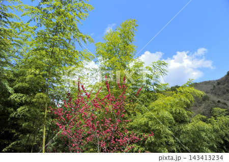 ハナモモの花と青空 143413234