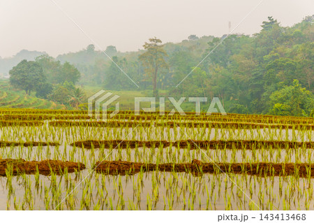 beauty morning light sunrise at paddy fields asia, Beautiful morning view in Indonesia, panoramic landscape of rice fields with mountain ranges and clear sky beauty morning light sunrise at paddy fields asia, Beautiful morning view in Indonesia, panoramic landscape of rice fields with mountain ranges and clear sky 143413468