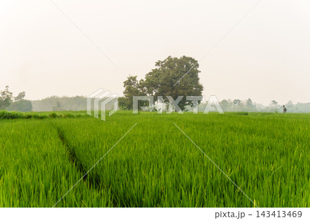 beauty morning light sunrise at paddy fields asia, Beautiful morning view in Indonesia, panoramic landscape of rice fields with mountain ranges and clear sky 143413469