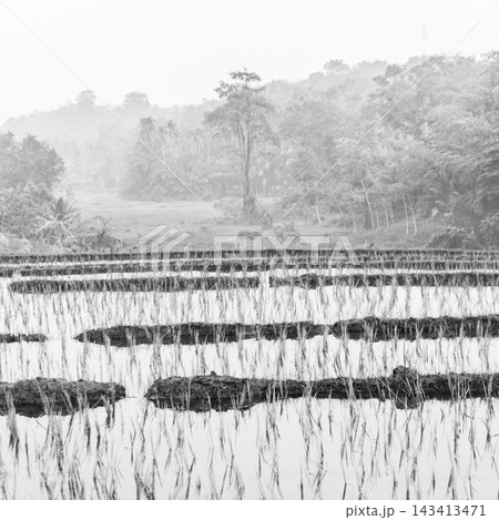 beauty morning light sunrise at paddy fields asia, Beautiful morning view in Indonesia, panoramic landscape of rice fields with mountain ranges and clear sky beauty morning light sunrise at paddy fields asia, Beautiful morning view in Indonesia, panoramic landscape of rice fields with mountain ranges and clear sky 143413471