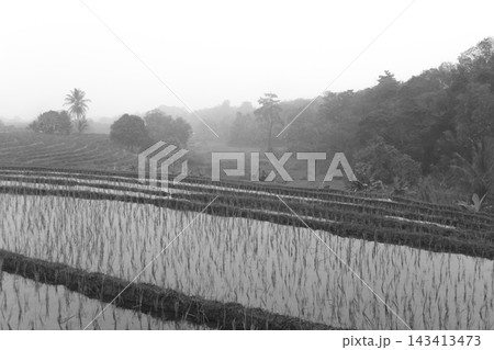 beauty morning light sunrise at paddy fields asia, Beautiful morning view in Indonesia, panoramic landscape of rice fields with mountain ranges and clear sky beauty morning light sunrise at paddy fields asia, Beautiful morning view in Indonesia, panoramic landscape of rice fields with mountain ranges and clear sky 143413473