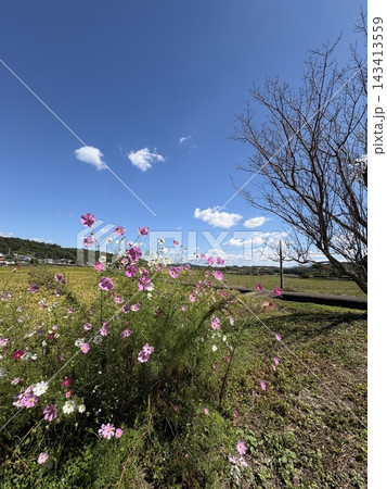 コスモスと秋の風景 コスモスと秋の風景 143413559
