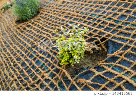 From a closeup view, a newly planted green shrub is visible growing through jute netting on the surface. From a closeup view, a newly planted green shrub is visible growing through jute netting on the surface. 143413565