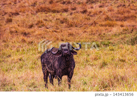 Kenya Photographers By Antony Trivet Photography Kenya Photographers By Antony Trivet Photography 143413656