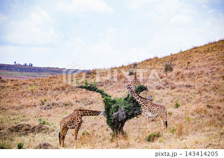 Kenya Photographers By Antony Trivet Photography Kenya Photographers By Antony Trivet Photography 143414205