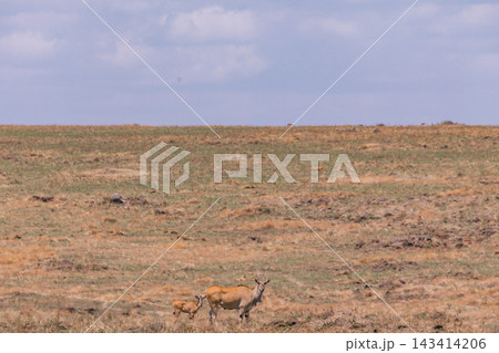 Kenya Photographers By Antony Trivet Photography 143414206