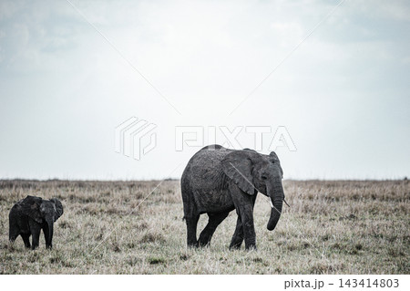 Kenya Photographers By Antony Trivet Photography 143414803