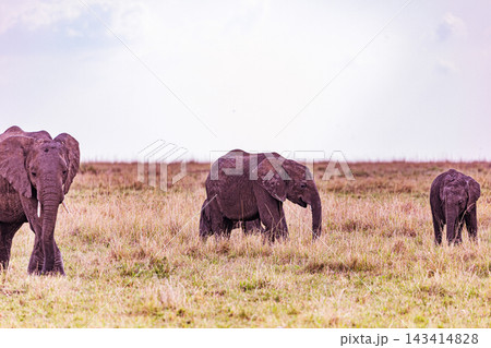 Kenya Photographers By Antony Trivet Photography Kenya Photographers By Antony Trivet Photography 143414828