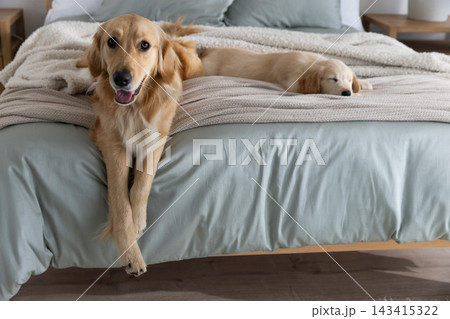 Two golden retrievers sitting and sleeping on bed with muted green sheet and chunky beige throw Two golden retrievers sitting and sleeping on bed with muted green sheet and chunky beige throw 143415322