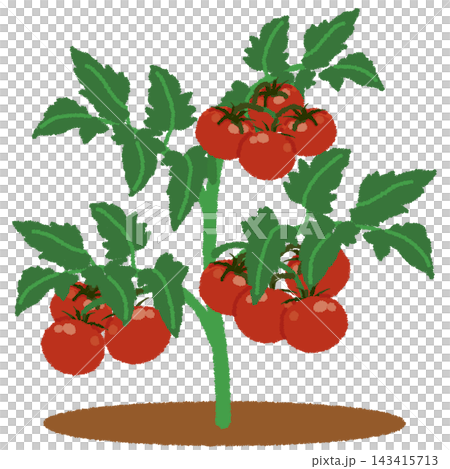 Illustrations of a home garden 143415713