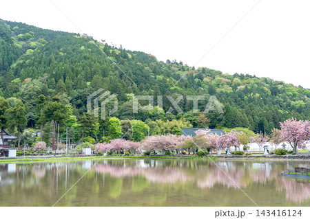 滋賀県長浜市 八重桜と水田に映った反射が美しい伊香具神社前の参道沿い 滋賀県長浜市 八重桜と水田に映った反射が美しい伊香具神社前の参道沿い 143416124
