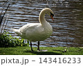 セント・ジェームズ・パークの池のほとりに佇む美しい白鳥・ロンドン 143416233