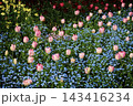 セント・ジェームズ・パークの花壇に咲き誇るピンクのチューリップとワスレナグサ・ロンドン 143416234