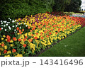 セント・ジェームズ・パークに咲き誇るカラフルなチューリップの花壇・ロンドン 143416496