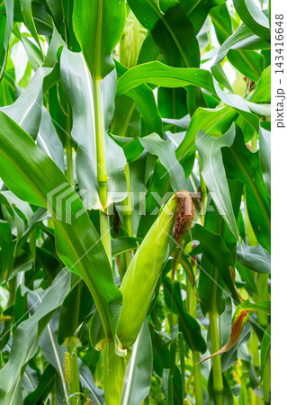 corn cob on a field in summer 143416648